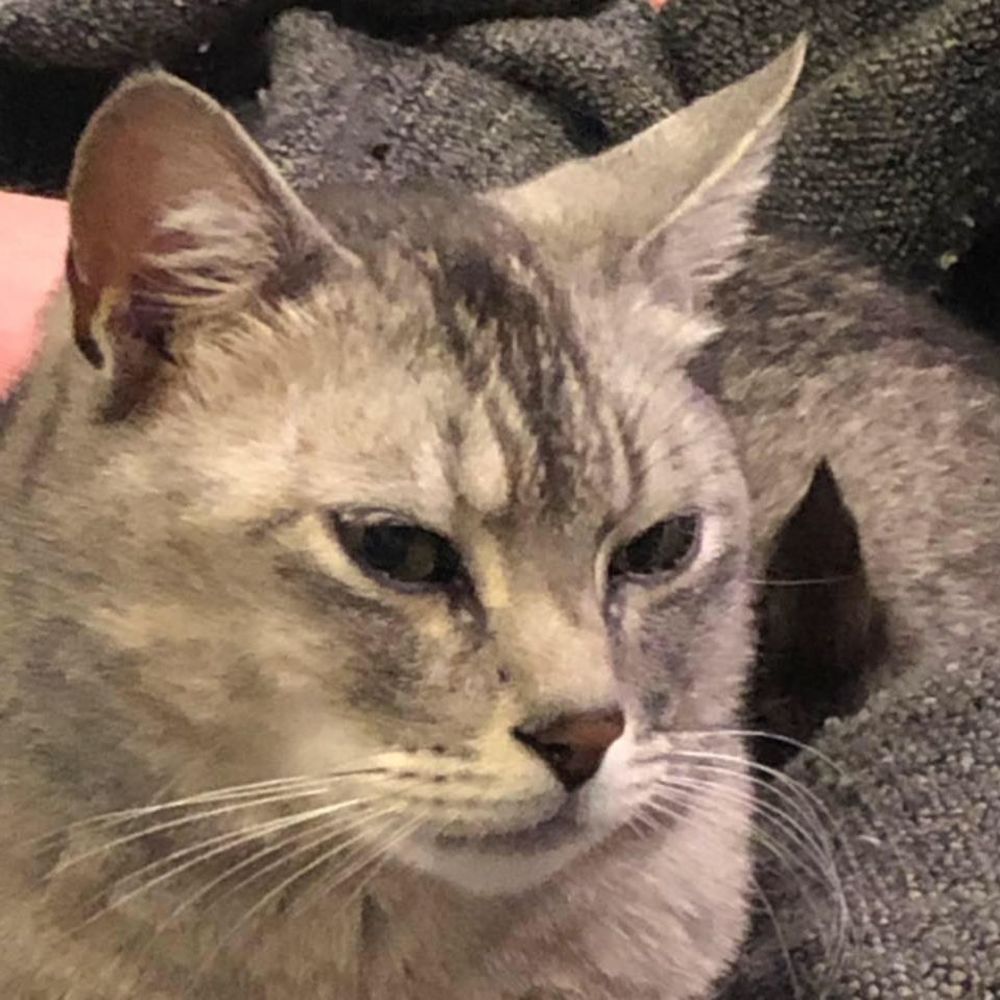 Meet your Posher, Sharareh